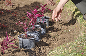 Contrate os nossos serviços de jardinagem e verifique a qualidade!