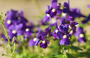 Produção de plantas ornamentais