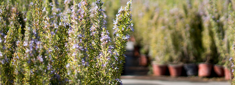 Header Cergarden